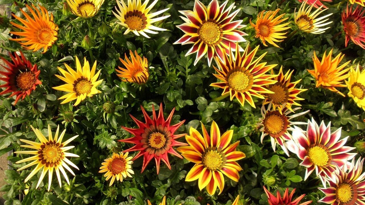 6 Gazania mix Cepellón