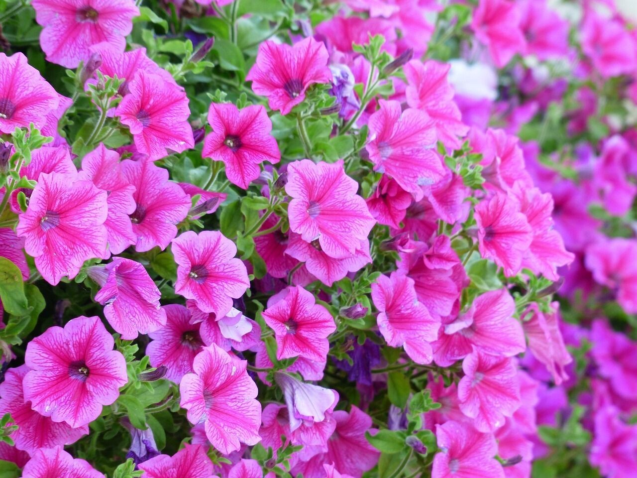6 Petunia rosa Cepellón