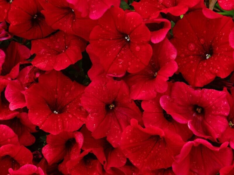 6 Petunia roja Cepellón