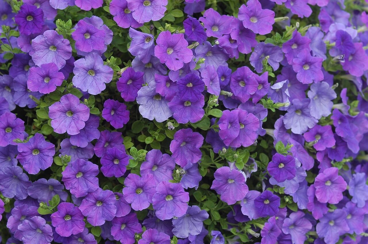 6 Petunia azul  Cepellón
