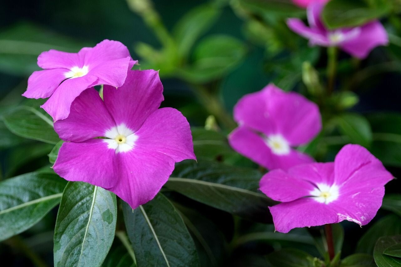 6 Vinca mix Cepellón