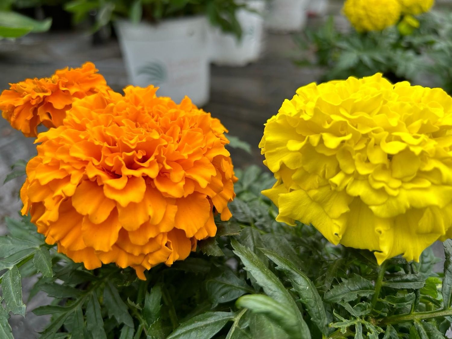 6 Tagete mix Cepellón