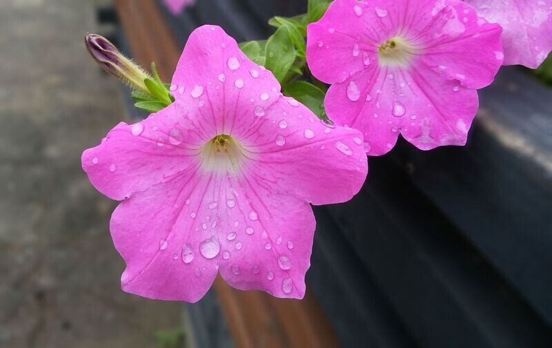 6 Surfinia  rosa Cepellón XL