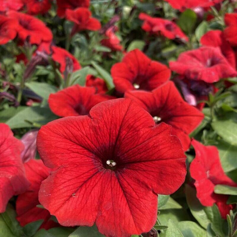6 Surfinia  roja Cepellón XL