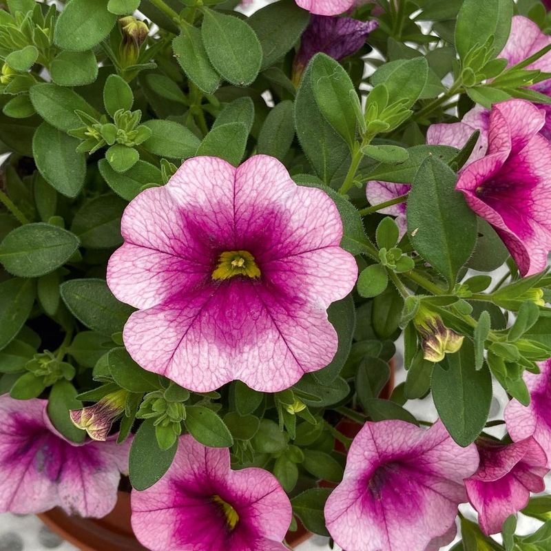 6 Calibrachoa  Panna cotta