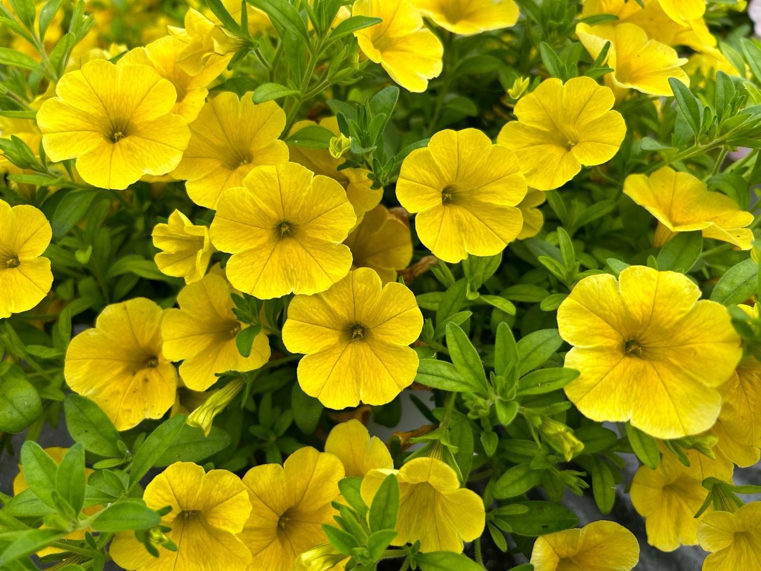 6 Calibrachoa Amarilla Cepellón XL