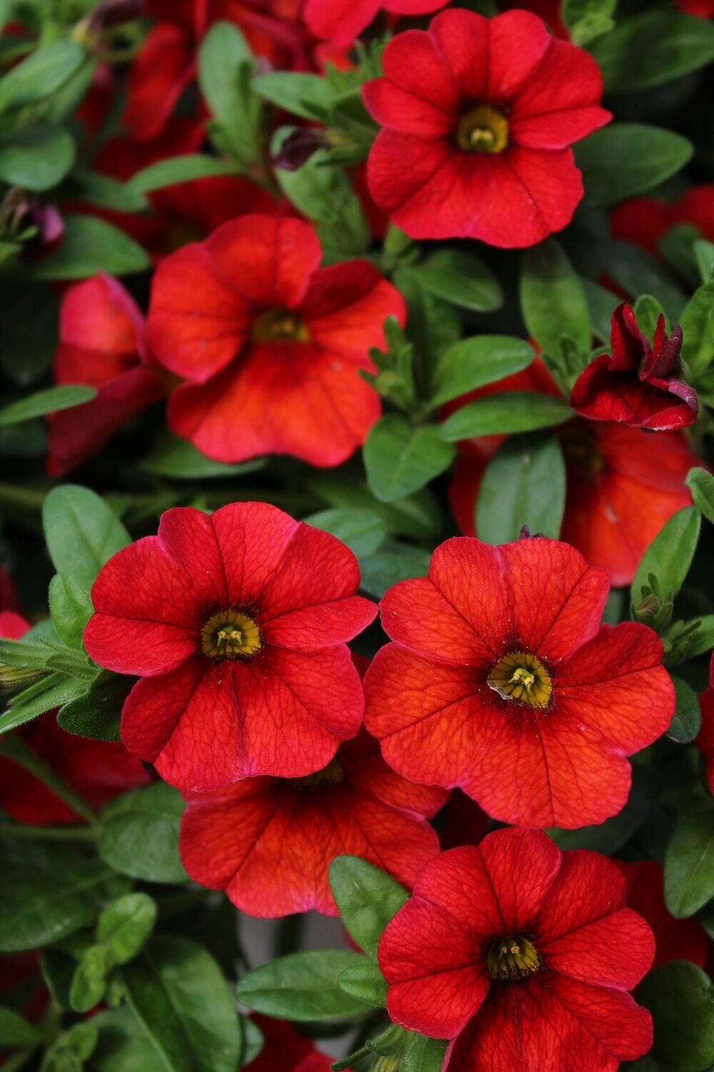 6 Calibrachoa  rojo Cepellón XL