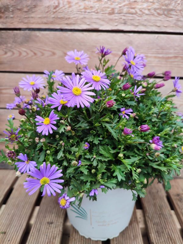 6 Brachyscome