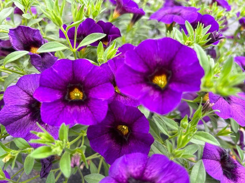 6 Calibrachoa  morada Cepellón XL