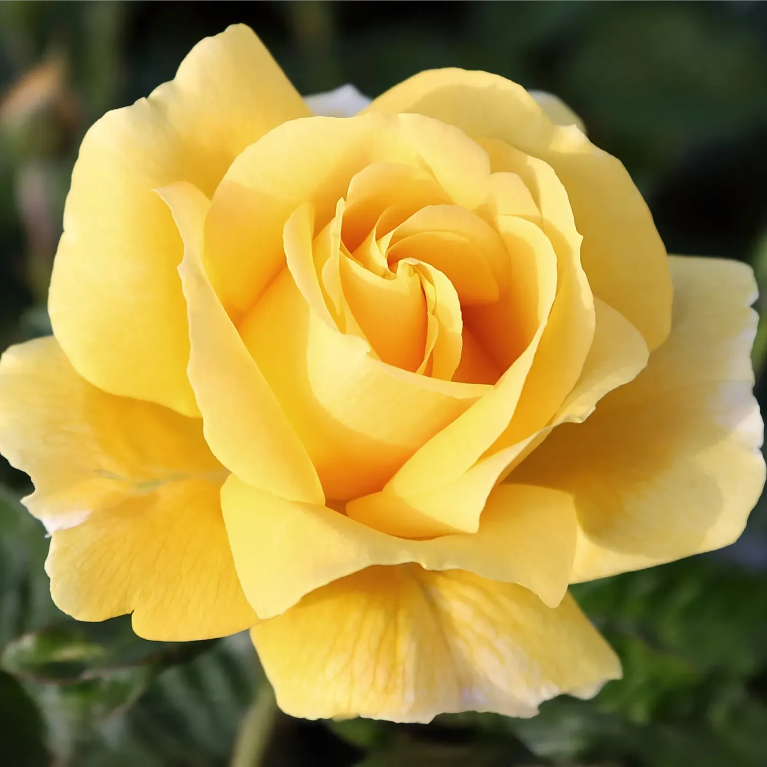 Rosal Golden Perfumella