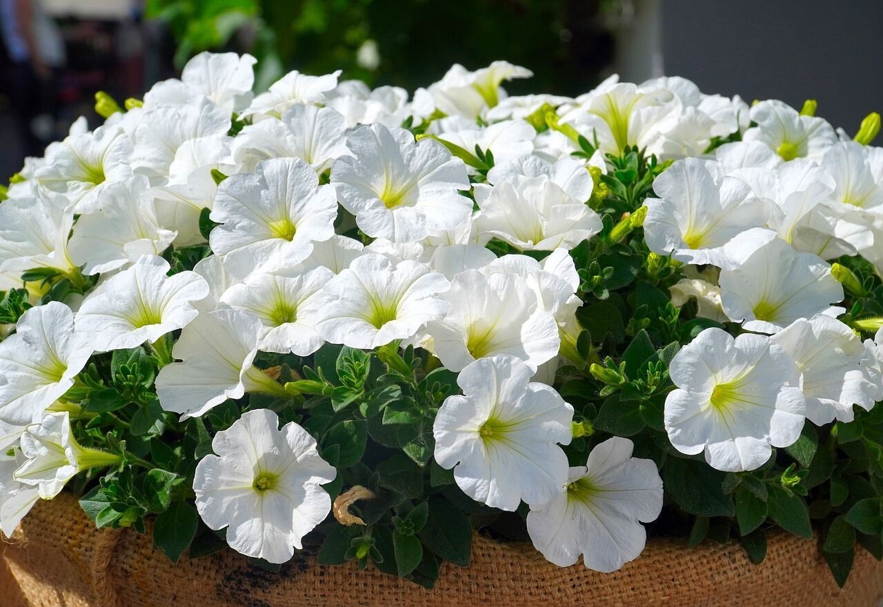 6 Petunia blanca Cepellón