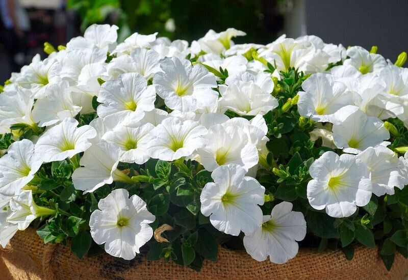 6 Petunia blanca Cepellón