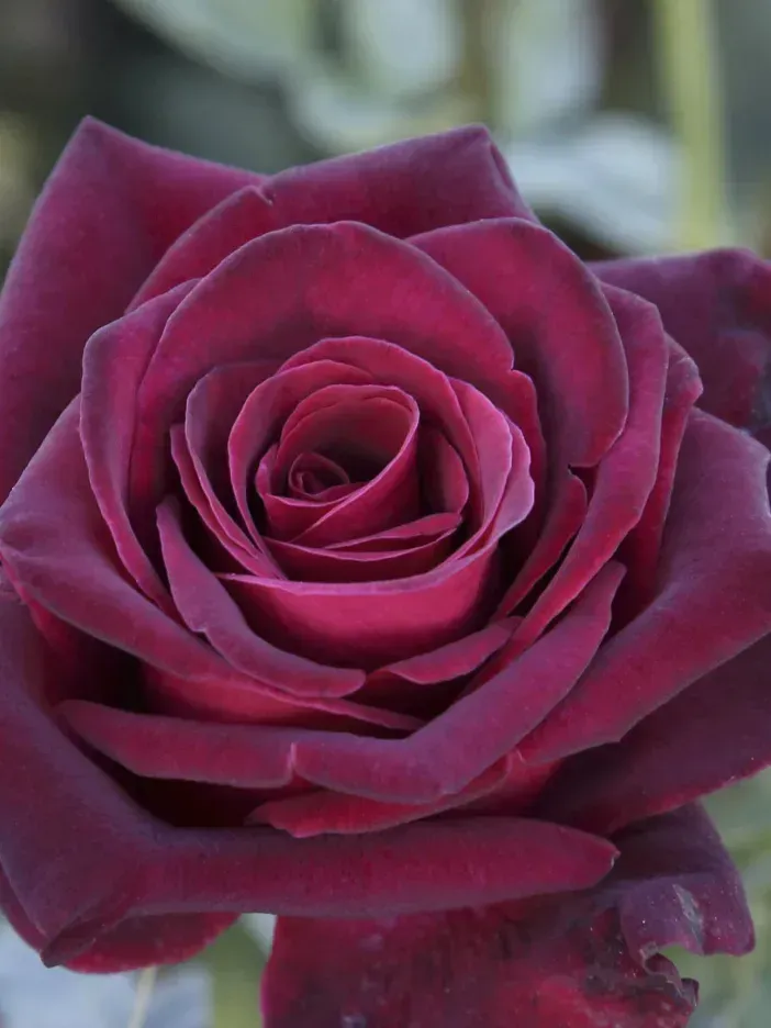 Rosal Perfumado Black Baccara