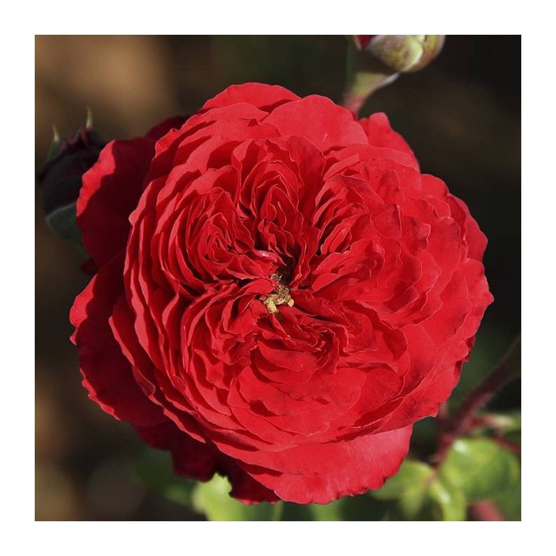 Rosal Perfumado Alain Souchon