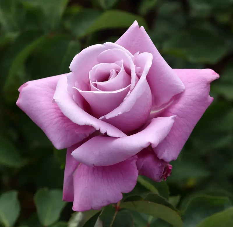 Rosal Charles de Gaulle