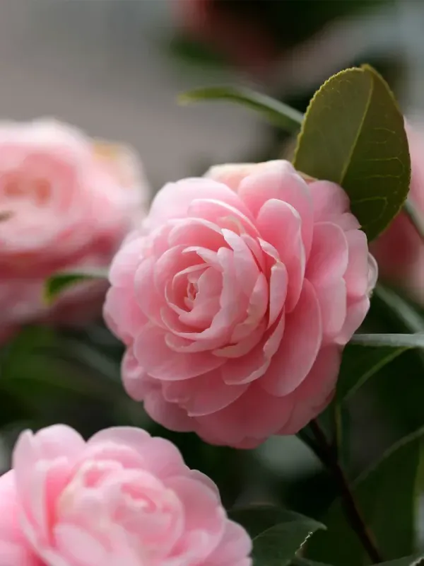 Camelia Japónica Flor Rosa