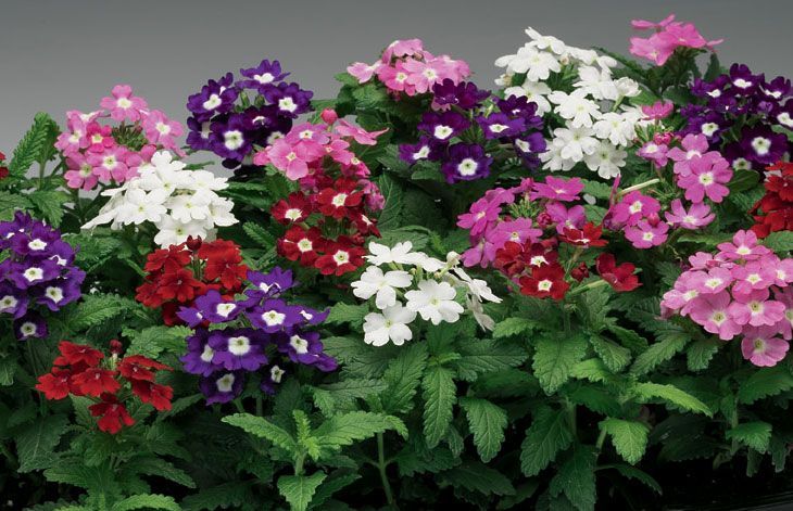 6 Verbena mix Cepellón