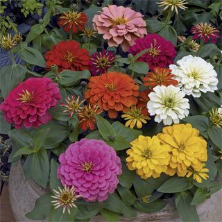6 Zinnia mix Cepellón