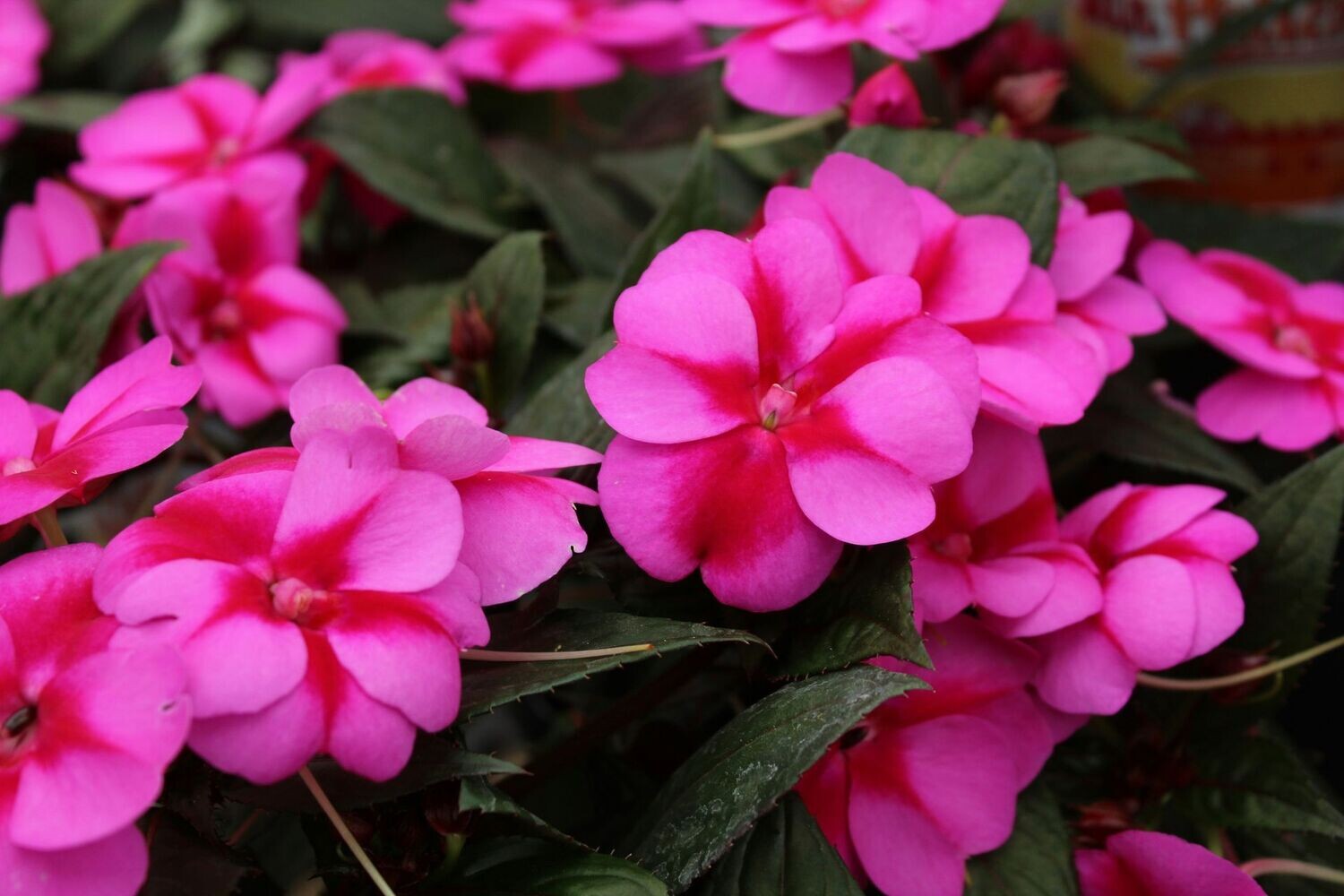 6 Alegría Nueva Guinea Fucsia Cepellón XL