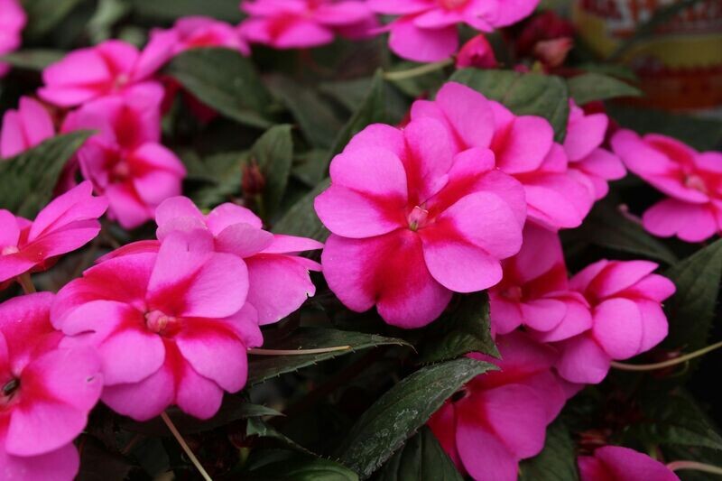 6 Alegría Nueva Guinea Fucsia Cepellón XL