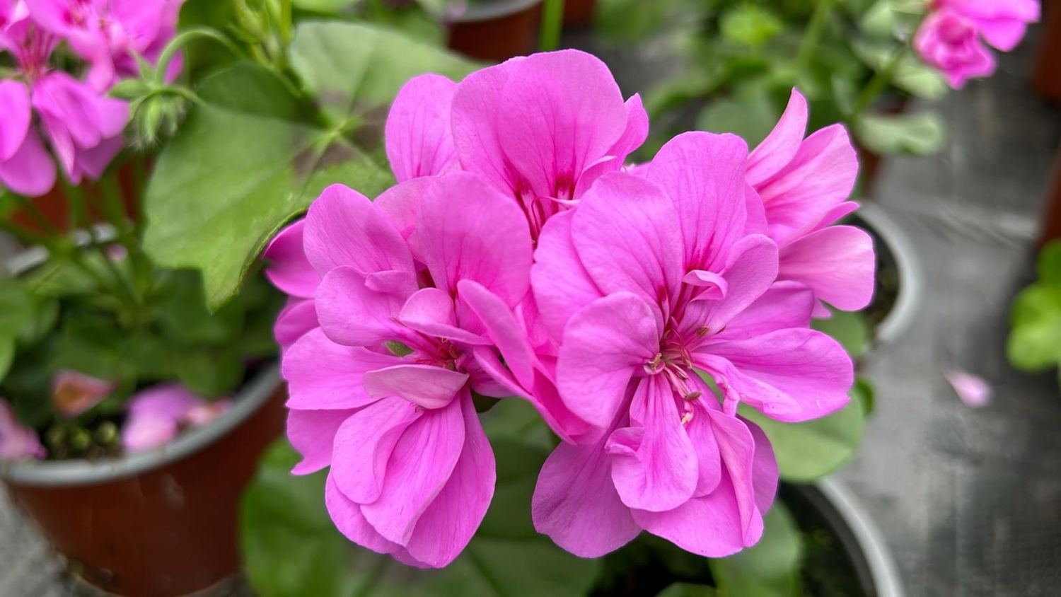 6 Geranio de Hiedra  Malva Cepellón XL