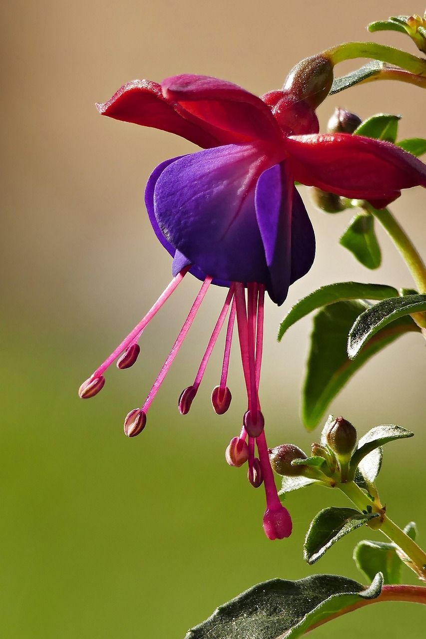 Fucsia Fucsia