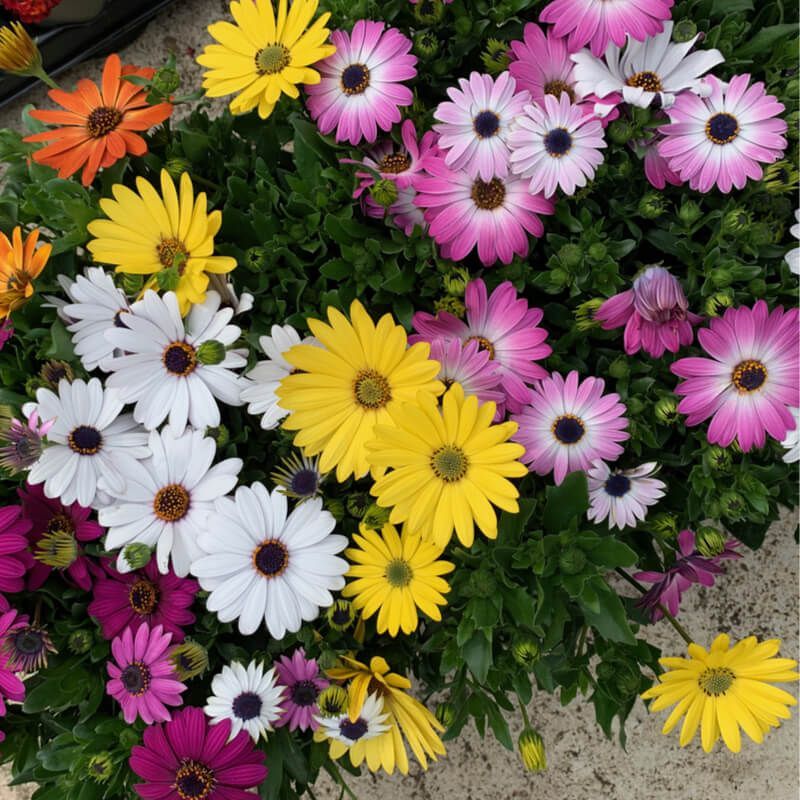 Osteospermum
