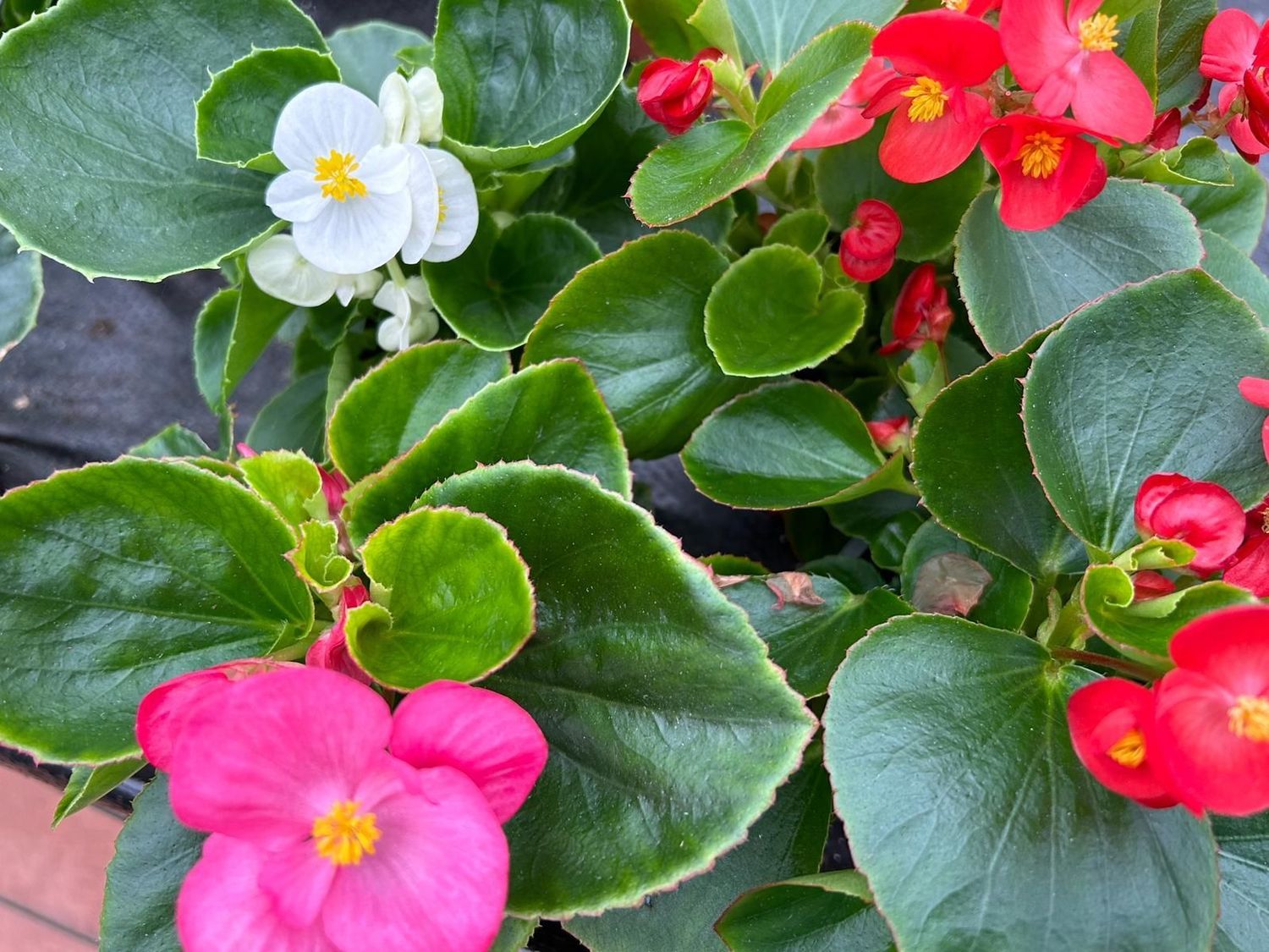 6 Begonia Semperflorens mix Cepellón