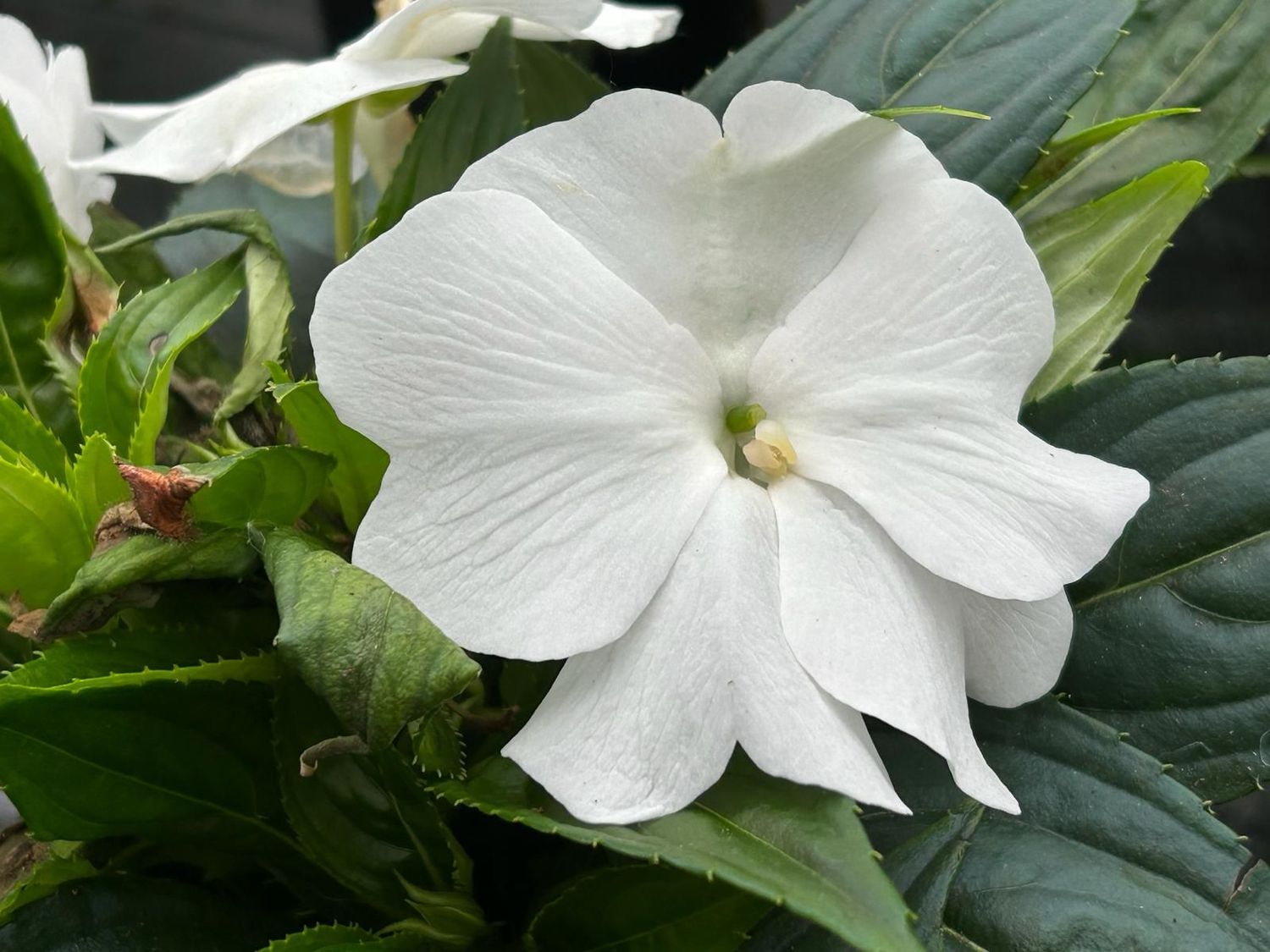 Alegria Nueva Guinea blanca m 13 cm