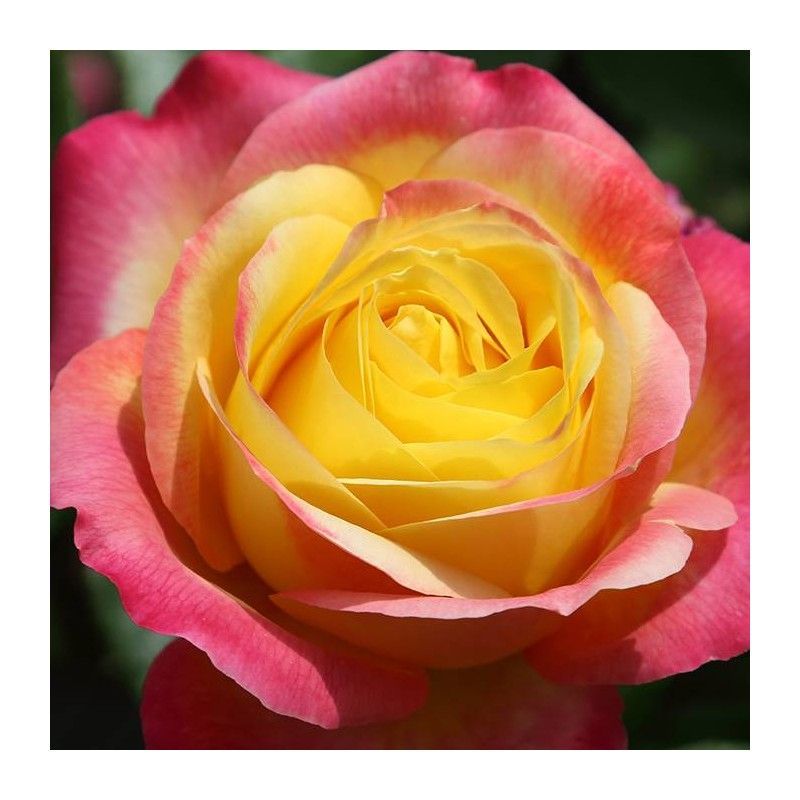 Rosal Oriental Peace