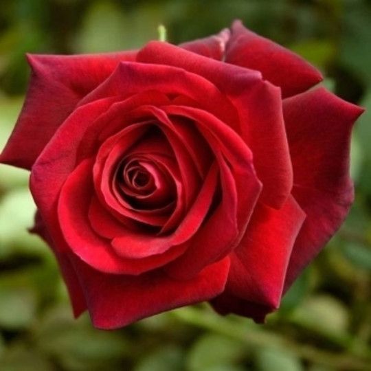 Rosal Perfumado Edith Piaf