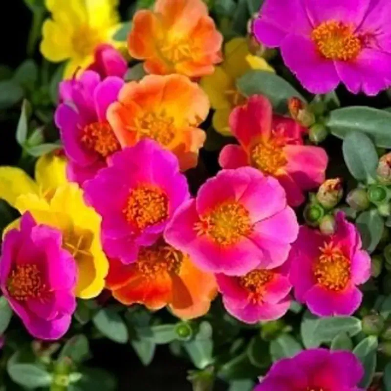 6 Portulaca mezcla Cepellón