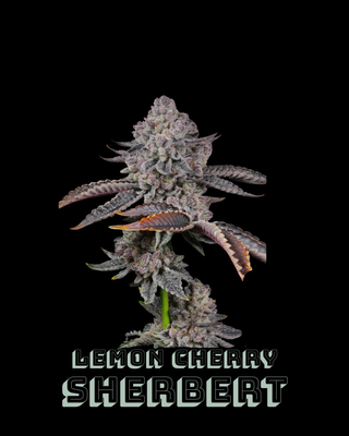 Lemon Cherry Sherbert-09