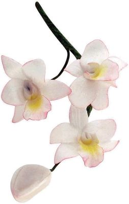 Small Singapore Orchid/3