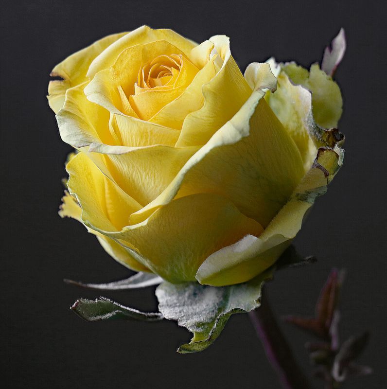 Sugar Flower Studio By Robert Hayes - Edible  Premium Flower Paste
