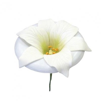 Lily Former