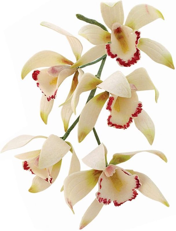 Medium Cymbidium Orchid/8