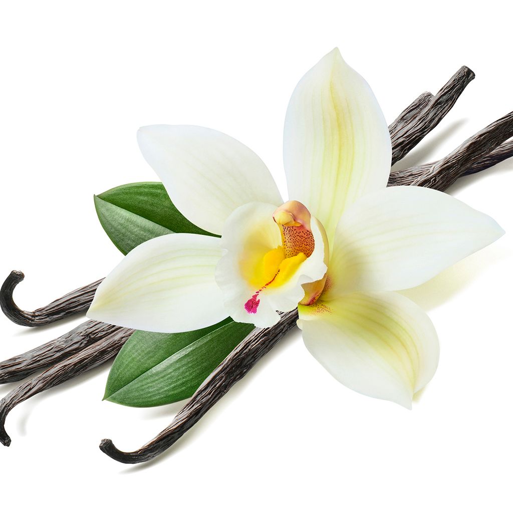 TSCS Select Blends Sweet Vanilla 4oz
