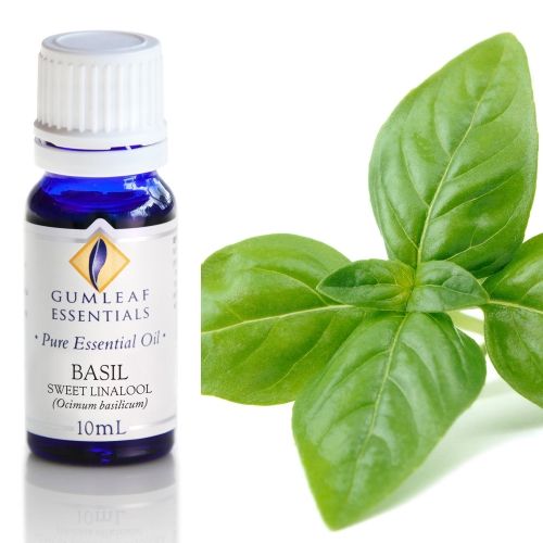 Basil (Sweet Linalool) Essential Oil