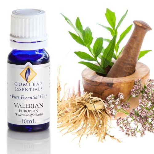 Valerian (European) Essential Oil