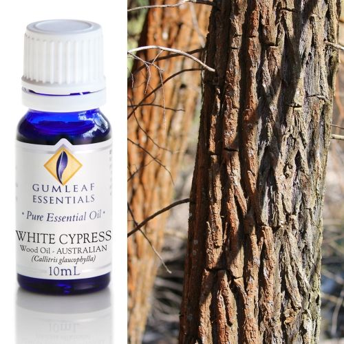 White Cypress Wood (Australian) Essential Oil