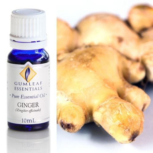 Ginger Essential Oil Ginger Essential Oil