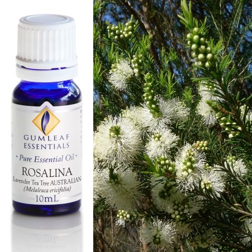 Rosalina (Australian) Essential Oil