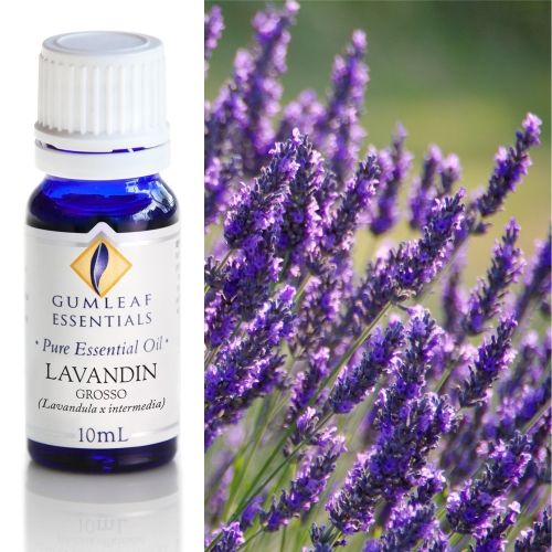 Lavandin Grosso Essential Oil