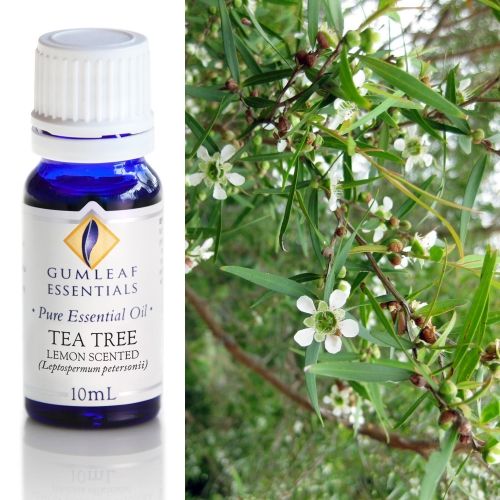 Tea Tree (Lemon Scented) Essential oil
