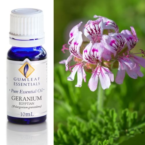 Geranium (Egyptian) Essential Oil