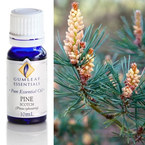 Pine (Scotch) Essential Oil