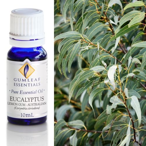 Eucalyptus (Lemon Gum) Essential Oil