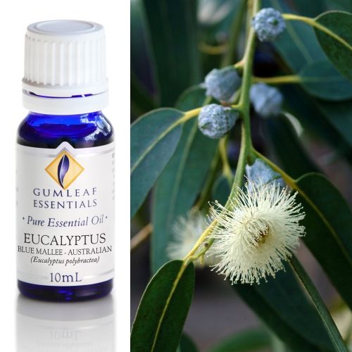 Eucalyptus (Blue Mallee) Essential Oil
