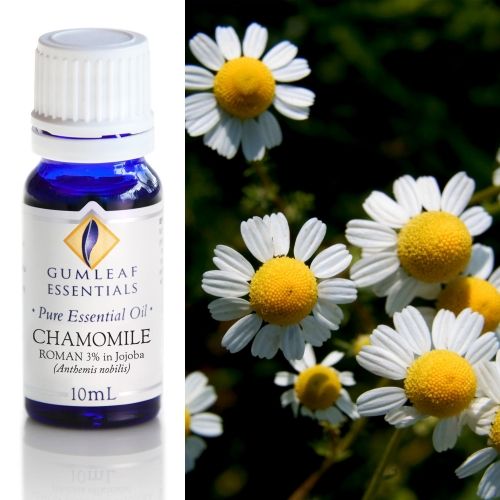 Chamomile (Roman)(3%In Jojoba Oil) Essential Oil